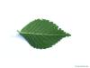 dutch elm (Ulmus hollandica) leaf underside