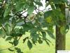 dutch elm (Ulmus hollandica) leaves