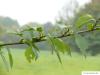 dutch elm (Ulmus hollandica) branch with leaves