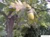 english oak (Quercus robur) fruit / acorn