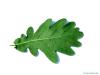 english oak (Quercus robur) leaf underside