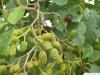 european alder (Alnus glutinosa) fruits