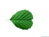 european alder (Alnus glutinosa) leaf