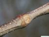 european chestnut (Castanea sativa) leaf scar