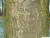 european chestnut (Castanea sativa) trunk
