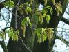 european hornbeam (Carpinus betulus) flower 2