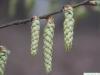 european hornbeam (Carpinus betulus) flower