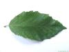 european hornbeam (Carpinus betulus) leaf