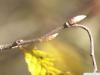 european hornbeam (Carpinus betulus) terminal bud