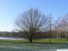 european hornbeam (Carpinus betulus) tree