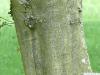 european hornbeam (Carpinus betulus) trunk