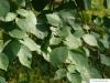 european white elm (Ulmus laevis) leaves