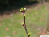 fire cherry (Prunus pensylvanica) budding