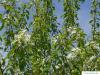 fire cherry (Prunus pensylvanica) crown with flowers