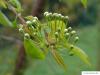 fire cherry (Prunus pensylvanica) flower bud