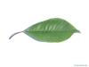 fire cherry (Prunus pensylvanica) leaf