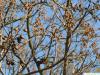 foxglove tree (Paulownia tomentosa) buds