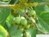 frosted hawthorn (Crataegus pruinosa) fruits