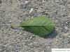 frosted hawthorn (Crataegus pruinosa) leaf underside