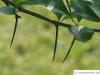frosted hawthorn (Crataegus pruinosa) thorns