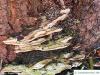 Mossy maple polypore (Oxyporus populinus)