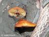 oyster fungus (Pleurotus ostreatus)