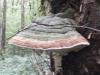 red banned polypore (Fomitopsis pinicola)