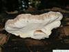reishi (Ganoderma lucidum) fungus underside