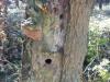 robustus conk (Phellinus robustus) with woodpecker holes