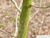 Golden oak (Quercus muehlenbergii)  stem / trunk / bark