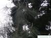 ghost pine (Pinus sabiniana) tree