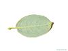 goat willow (Salix caprea) leaf underside