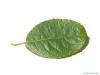 goat willow (Salix caprea) leaf