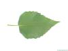 gold birch (Betula ermanii) leaf underside
