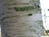 gold birch (Betula ermanii) trunk / stem