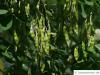 golden chain (Laburnum alpinum) legumes / pods in summer