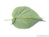 Handkerchief Tree (Davidia involucrata) leaf underside