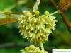 henry's lime (Tilia henryana) blossom