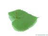 henry's lime (Tilia henryana) leaf underside
