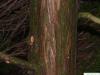 hinoki cypress (Chamaecyparis obtusa) trunk