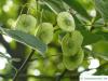 hoptree (Ptelea trifoliata) fruits in summer