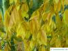 hornbeam maple (Acer carpinifolium) leaves in autumn