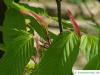hornbeam maple (Acer carpinifolium) budding