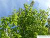 hornbeam maple (Acer carpinifolium) tree in summer