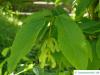 hornbeam maple (Acer carpinifolium) leaves and fruits