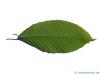 hornbeam maple (Acer carpinifolium) leaf underside