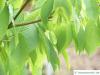 hornbeam maple (Acer carpinifolium) branch with leaves and fruits