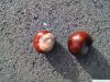 horsechestnut (Aesculus hippocastanum) fruit