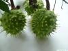 horsechestnut (Aesculus hippocastanum) fruits