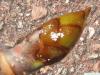 horsechestnut (Aesculus hippocastanum) terminal bud